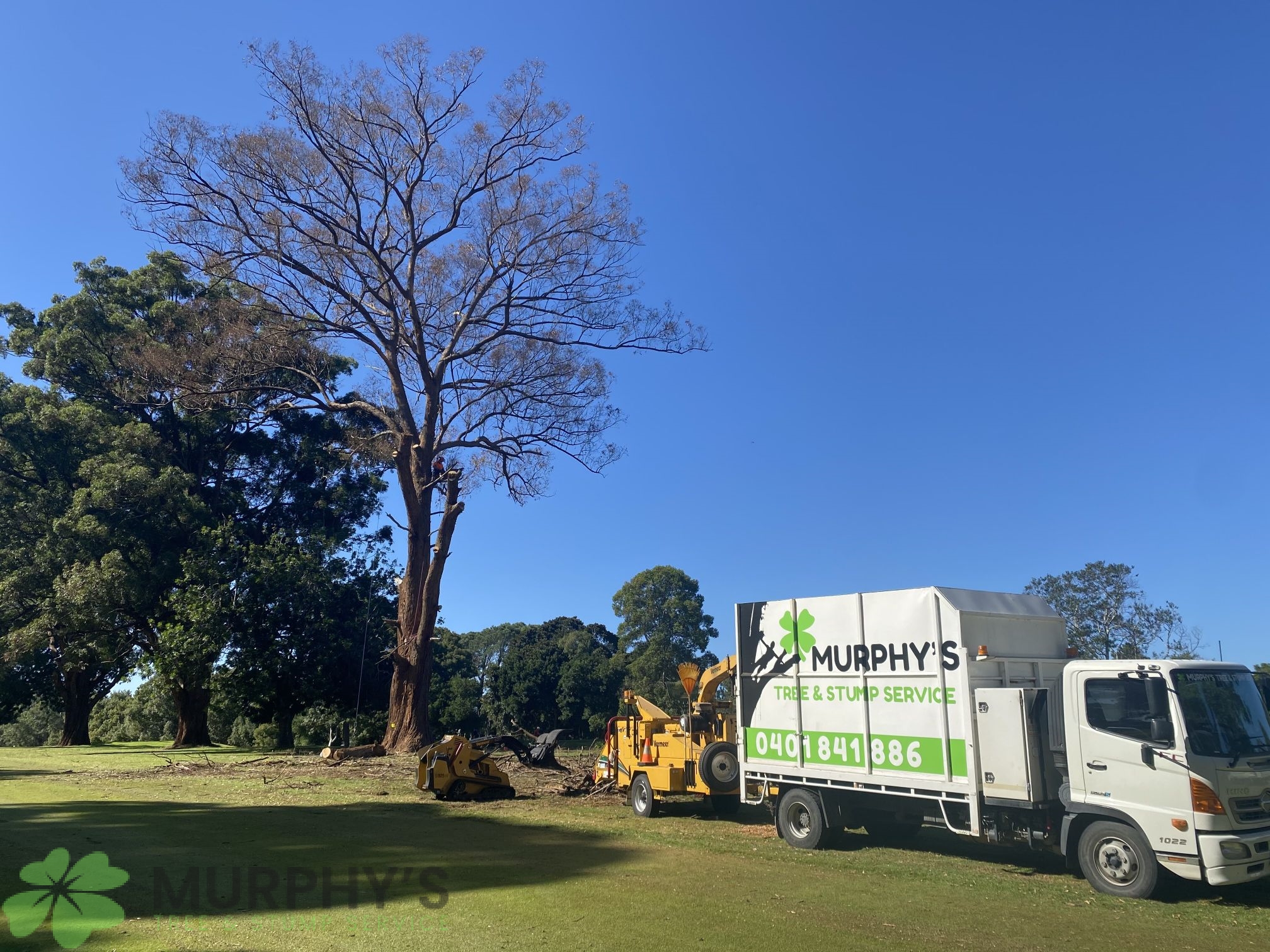 Arborist Reports » Murphy's Tree & Stump Service