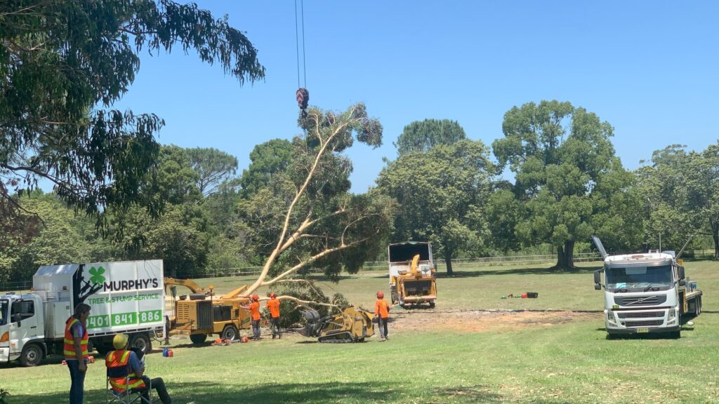 Tree Removal » tree removal