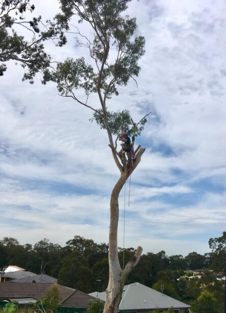 Ongoing Tree Maintenance Service » tree maintenance