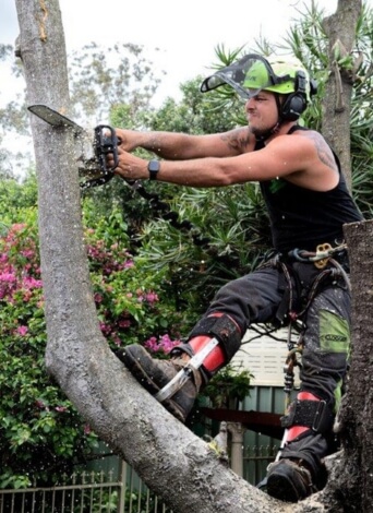 Ongoing Tree Maintenance Service » tree maintenance