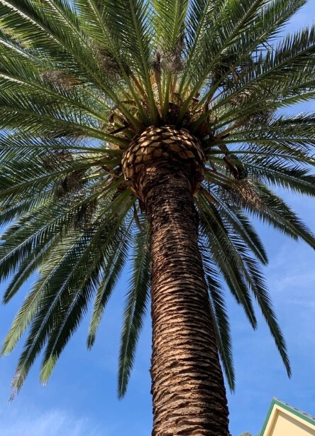 Palm Removal & Maintenance » palm removal