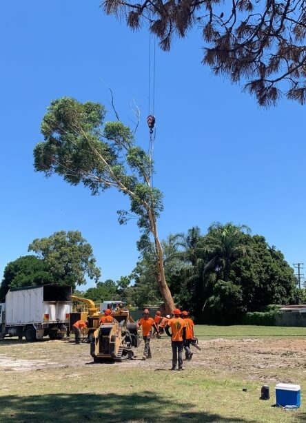 Tree Removal » tree removal