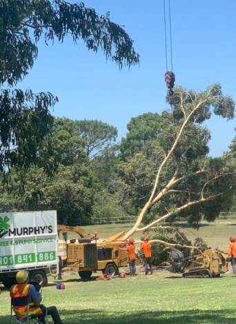 Tree Removal » tree removal