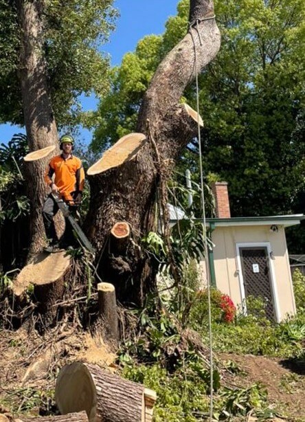 Home Page » tree removal maitland